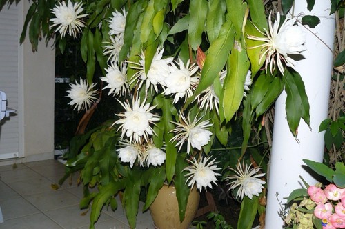 Epiphyllum oxypetalum true - epiphyllum, oxypetalum,