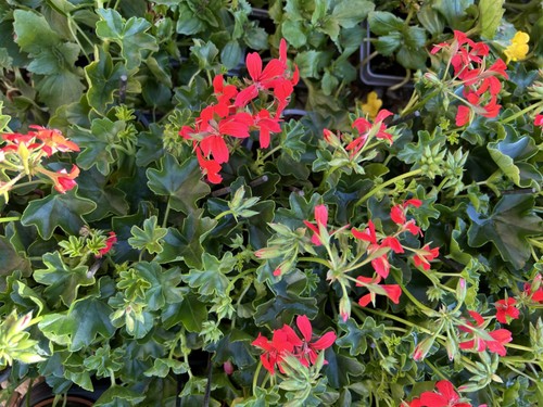 Trailing geranium bedding - geranium,