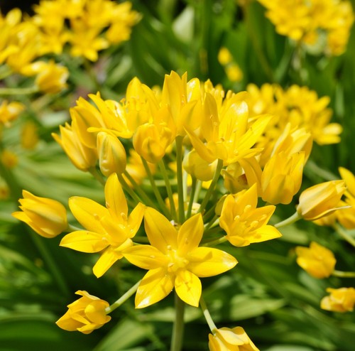 Allium moly luteum summer - 20,