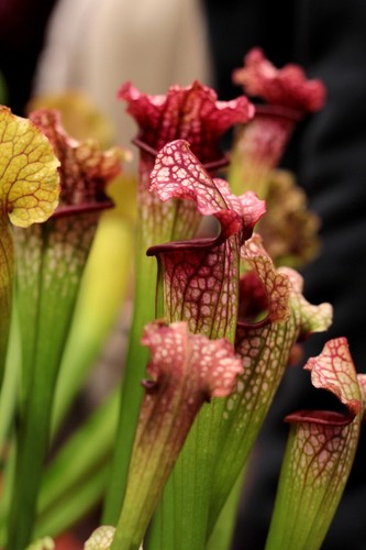 Sarracenia potting soil - potting,
