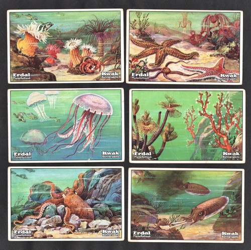Marine life erdal - marine, card
