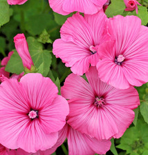 170x Lavatera Ruby Regis Seeds – Early & Large Flowering Rose Mallow - Annual