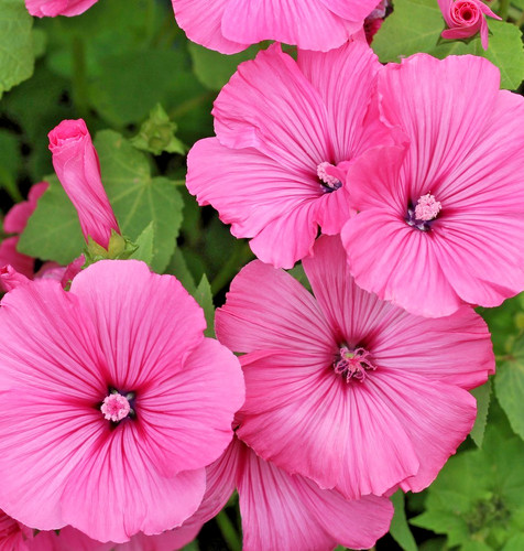 170x lavatera ruby regis seeds - 170x,