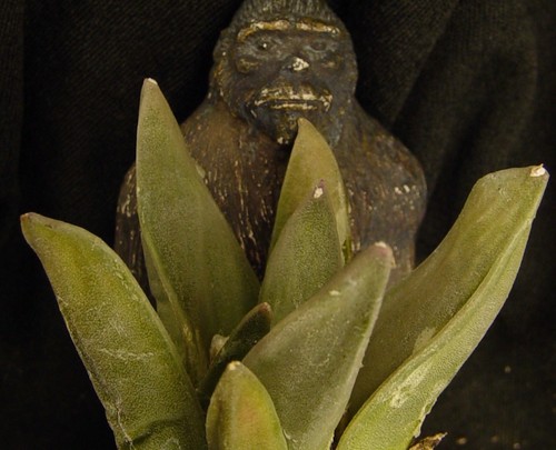 Ariocarpus retusus retusus