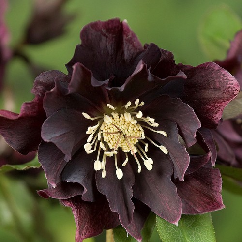 Hellebore orientalis double - hellebore,