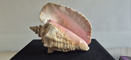 Large queen conch pink - large,
