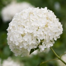 Hydrangea annabelle plant 9cm - hydrangea,