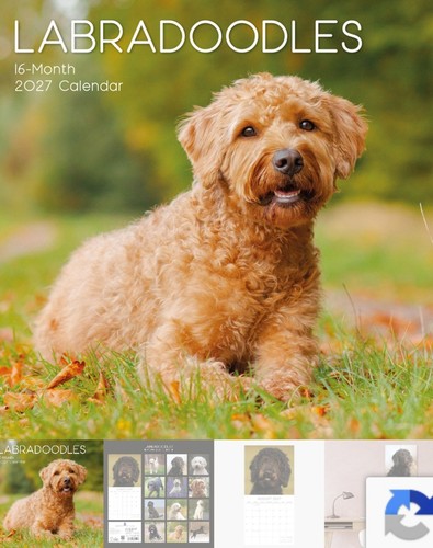 Labradoodle calendar 2027 16 - ,