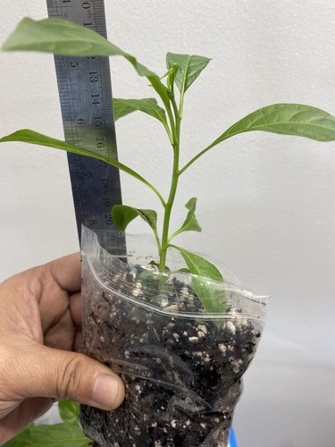 Cestrum nocturnum hasna - cestrum,