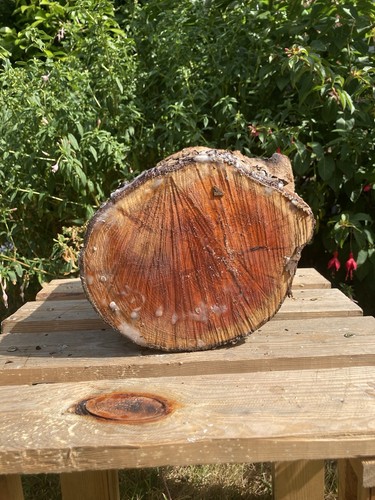 Inch sealed yew log blank - 6.5,