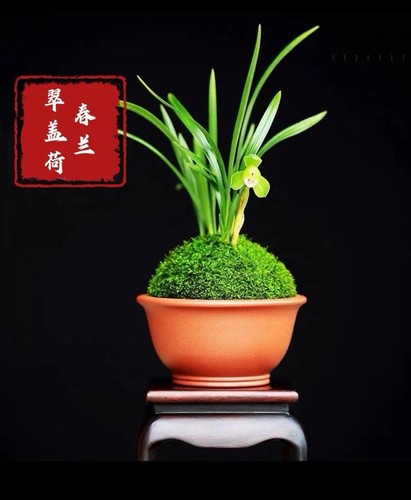 Rare cymbidium goeringii - rare!,