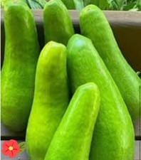 Avocado Wilson Popenoe Tree