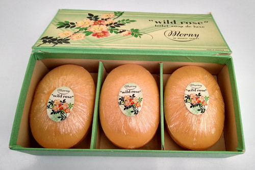 Morny wild rose - morny,