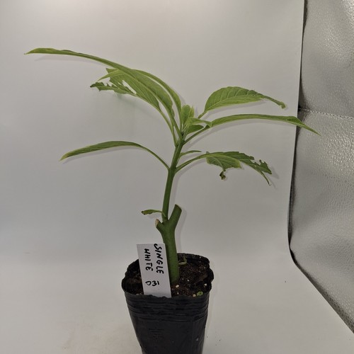 White brugmansia angel - white, angel’s