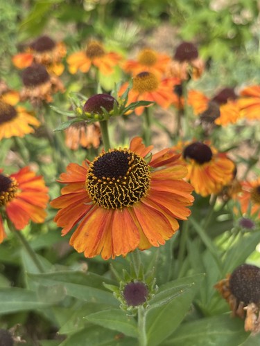 Helenium autumnale short and - autumnale,