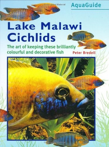 Lake malawi cichlids aqua - malawi, (aqua