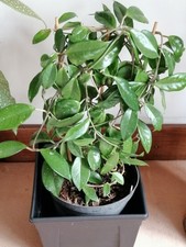 Hoya Carnosa  Indoor Plant 30cm (D) x 29cm (H) + 50cm tall of  plant in Pot x 
