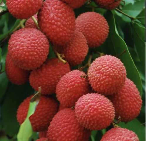 Lychee sweet dragon litchi - lychee,