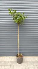 Laurus Nobilis 160cm Lollipop Bay Tree AMAZING VALUE approx 25cm pot