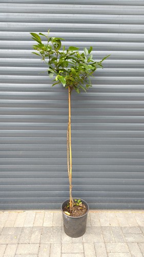 Laurus nobilis 160cm lollipop - laurus,