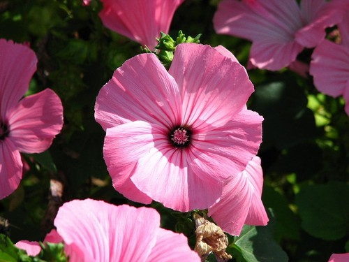 Lavatera trimestris rose - trimestris-,