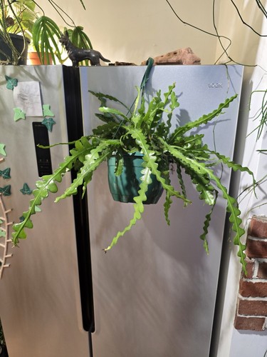 Xxl fishbone cactus - xxl,
