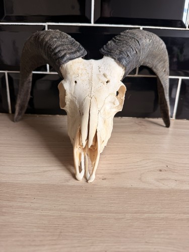 Real rams skull taxidermy - rams, with