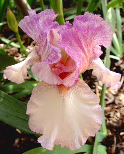 Bearded iris rhizomes - 3, (pink)
