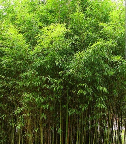 Golden fishpole bamboo - fishpole,
