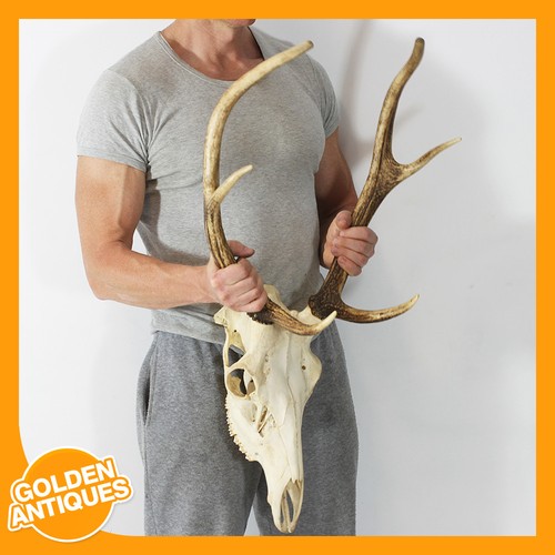 Large red deer stag skull - stag, 6