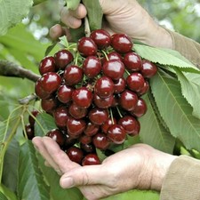 STELLA Dwarf Cherry ORGANIC
