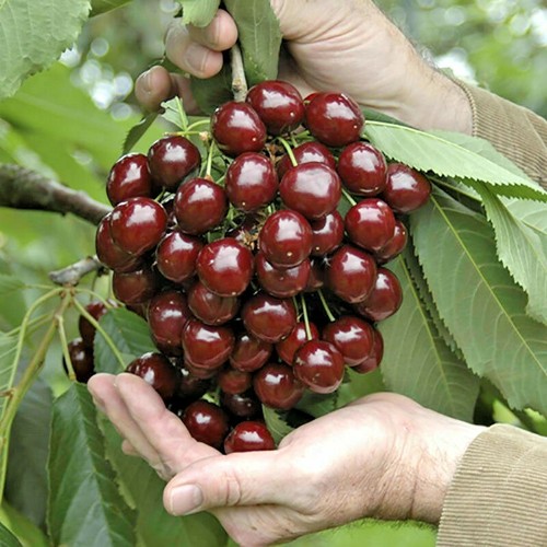 Stella dwarf cherry organic - stella,