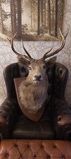 Very Large Victorian Stags Head Taxidermy C1880