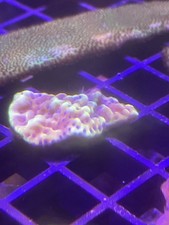 Montipora Beach Bum  Frag