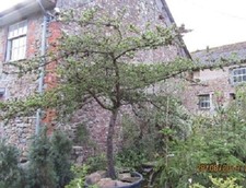 Pinus banksiana jack pine 5L