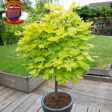 Japanese Maple Tree, Acer