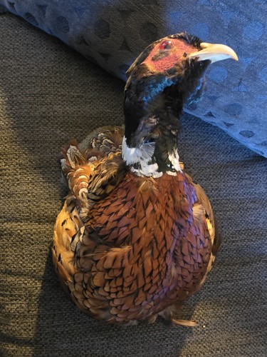 Vintage taxidermy ring - taxidermy, ring-necked