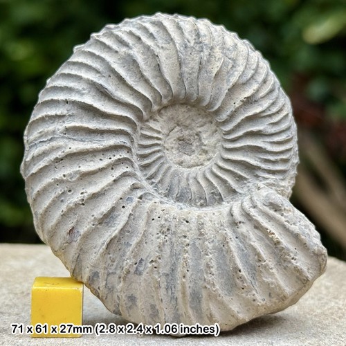 Vertebriceras fossil ammonite - vertebriceras,