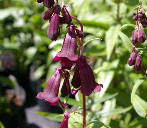 Penstemon blackbird 9cm pot - 9cm,