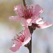 Peach (Prunus) Yellow Peach