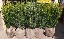Buxus sempervirens (common