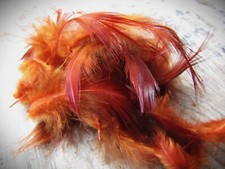 IFS Natural Golden Pheasant