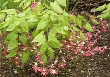Epimedium rubrum 9cm Pot Red