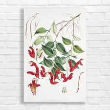 Vintage Botanical Original