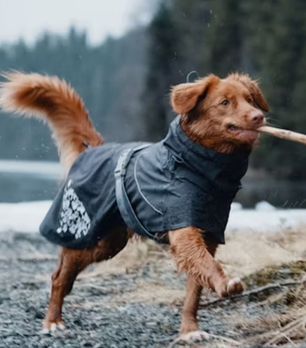 Hurtta monsoon dog coat - dog, coat,