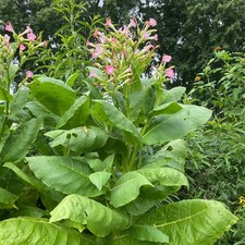 Lemon virginia broad leaf - virginia,