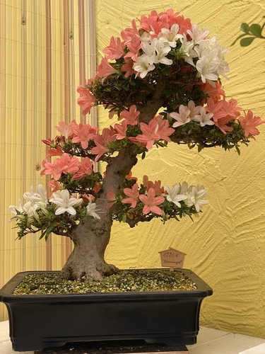 Joe bonsai azalea satsuki - joe,