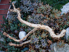 Manzanita Driftwood Branch 27"