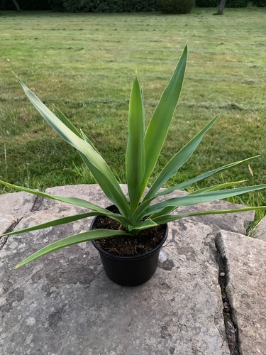 Yucca elephantipes indoor - elephantipes,