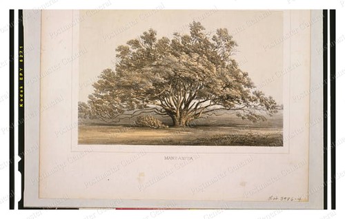 Manzanita tree standard - manzanita,